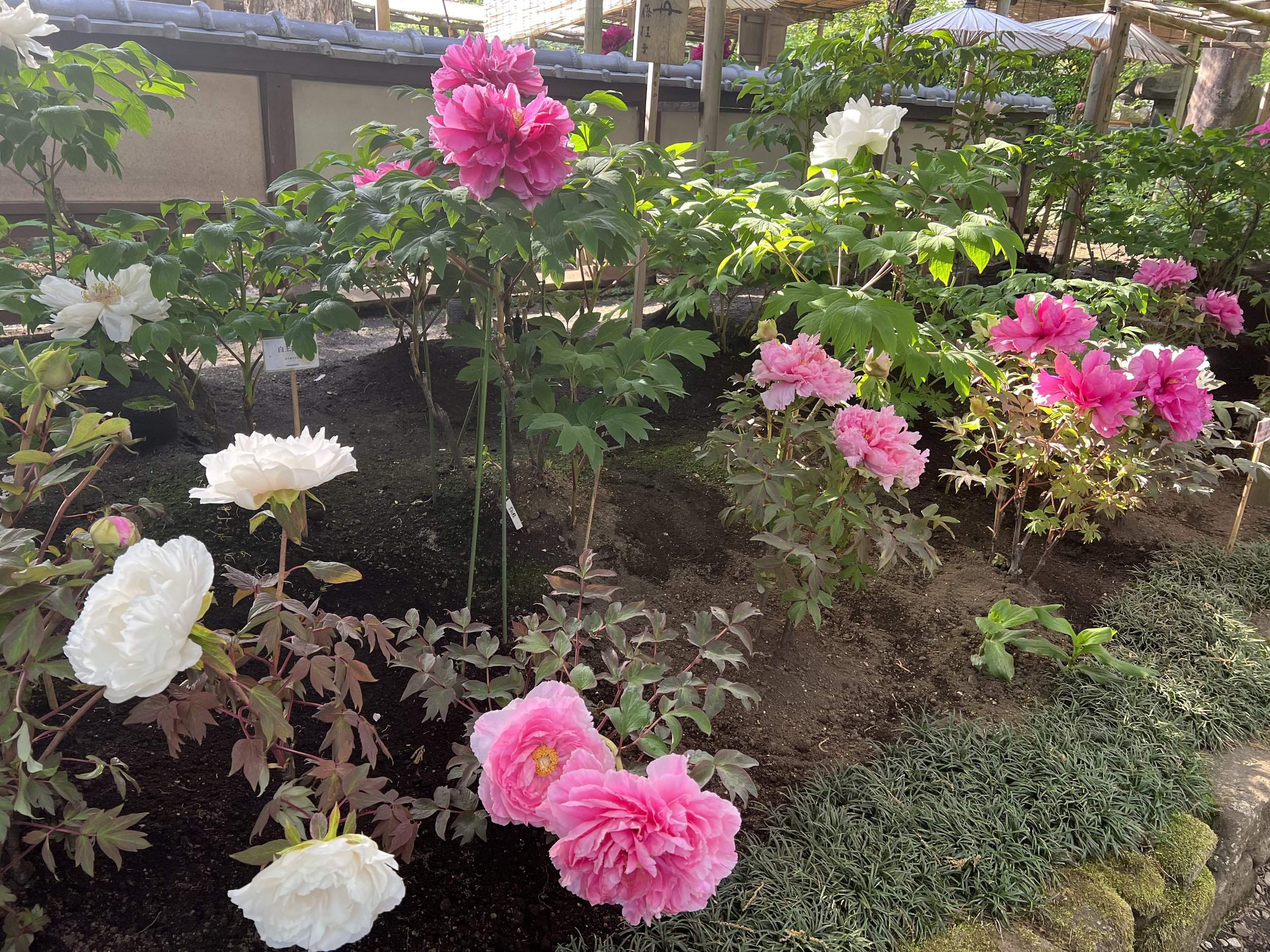 卍 도사 국분사(도사 고쿠분지) 이미지 7